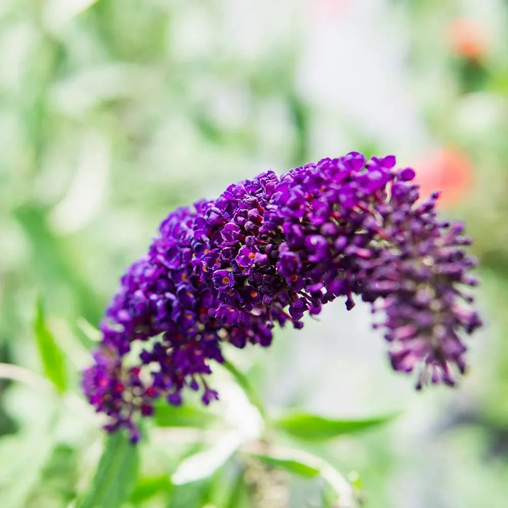 Knight Magnet Pollinator Low Gal. - - Bush Butterfly Black Maintenance 3