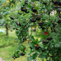 Black Seedlings to for Bush Planting No Ship California Seedlings) Chokeberry (5 -