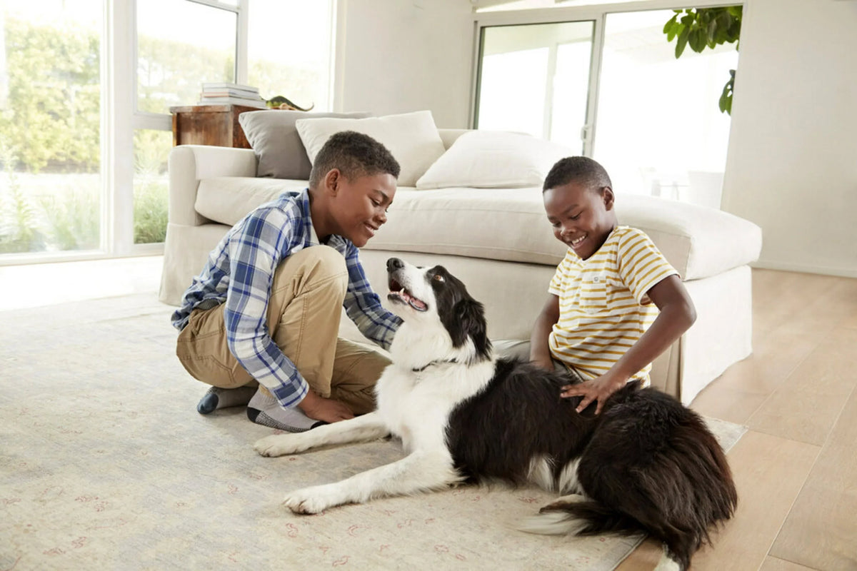 inch Furnace Filter, x 1 Filtrete HVAC 2200 x Filter and 1 MPR, 20 Allergen & Premium 25 Home Pollutants Smart Air