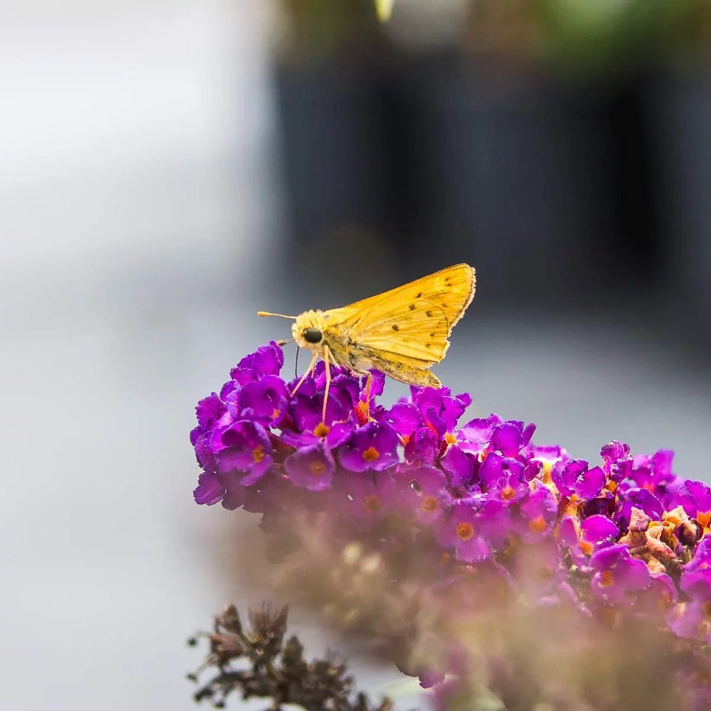 Knight Magnet Pollinator Low Gal. - - Bush Butterfly Black Maintenance 3