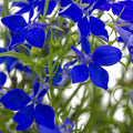 Trailing, Annual Series, Garden Midnight Gardening - Lobelia Blue Flower - Seeds - Lobelia Seeds erinus 1000 - Flower Regatta Seed