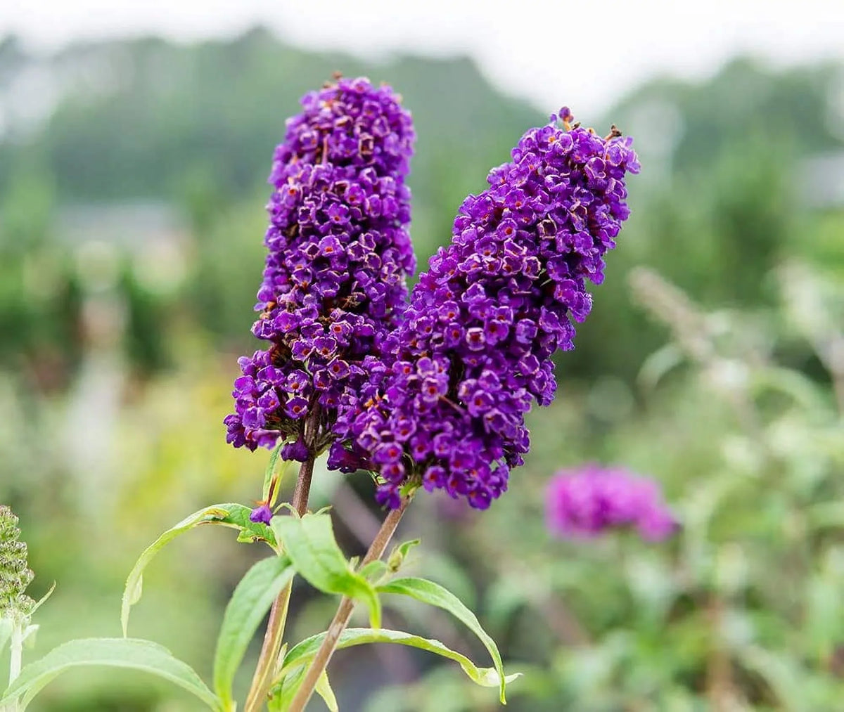 Knight Magnet Pollinator Low Gal. - - Bush Butterfly Black Maintenance 3