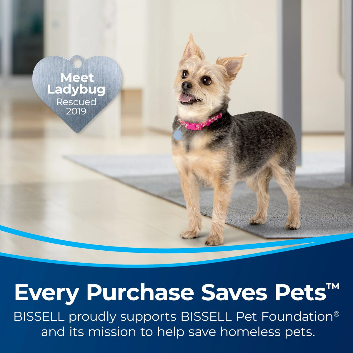 Hand Deep Vacuum, Eraser™ Portable 3706 Stain Duo BISSELL® Cordless Cleaner Pet and